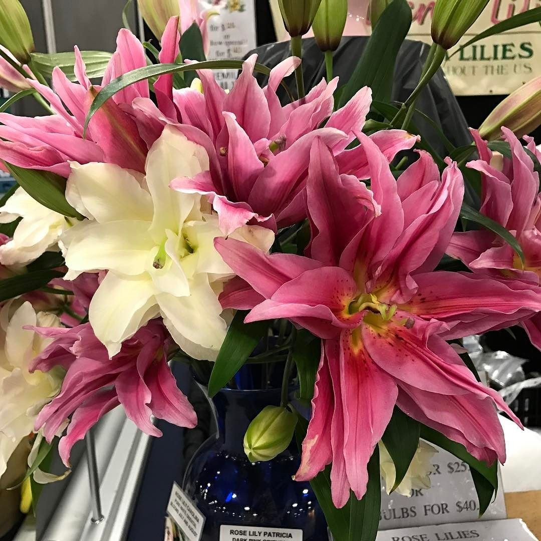 snow in the forecast spring on the horizon. #fbf to nj flower show