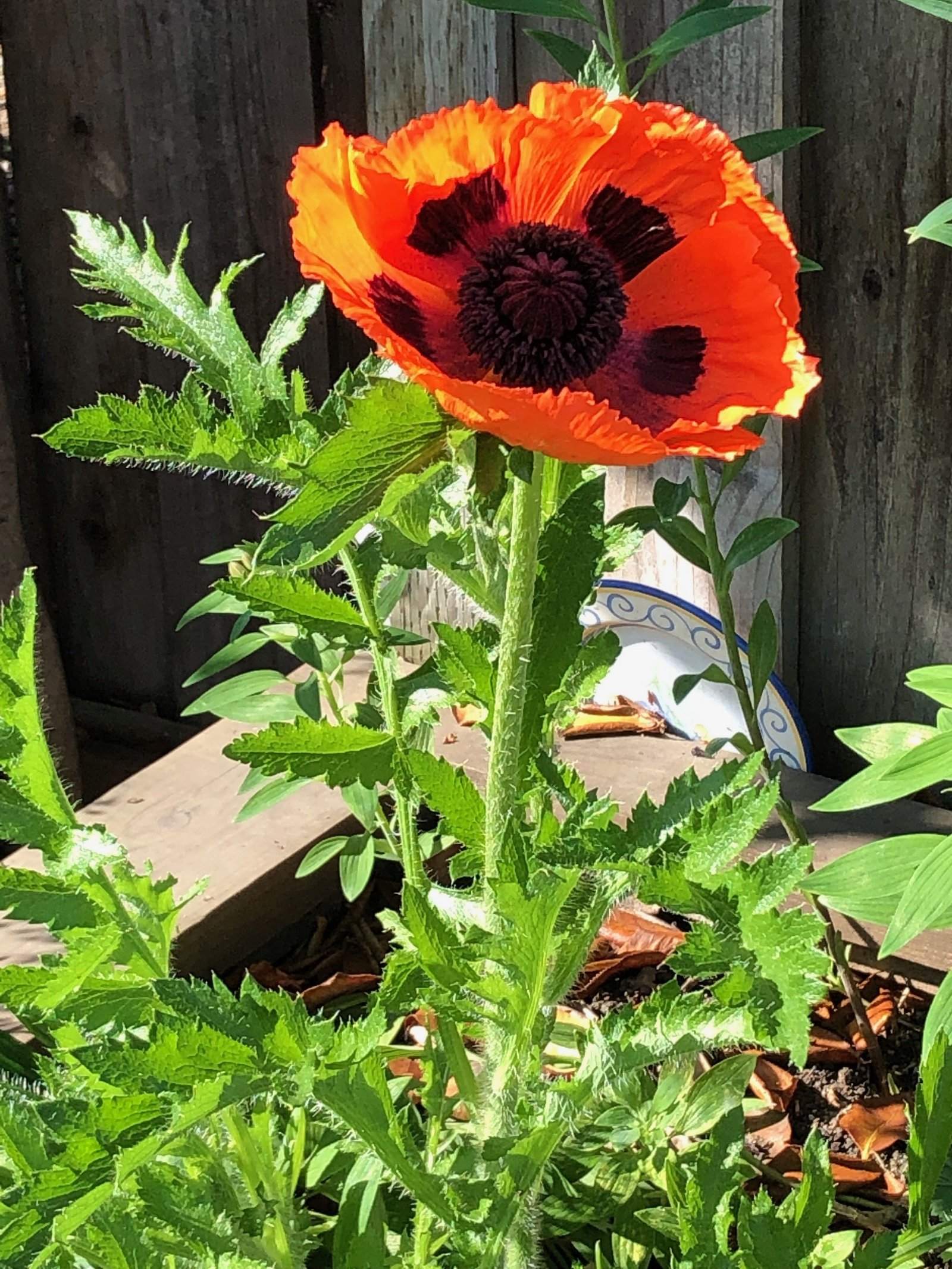 june 2, 2019. this poppy is as bigger than my hand! | my
