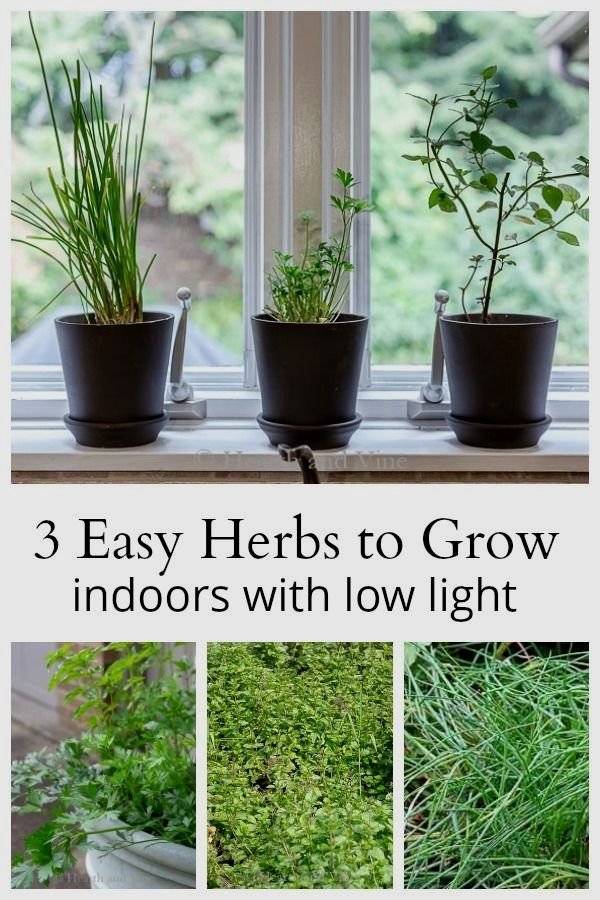 Learn about three of the easiest herbs to grow indoors ...