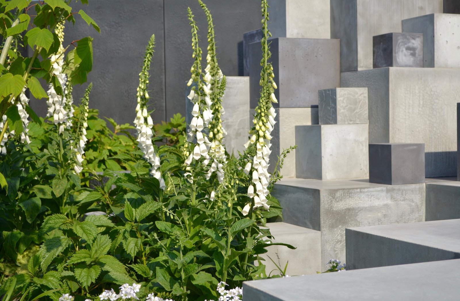 the skin deep garden wins a silver-gilt space-to-grow award