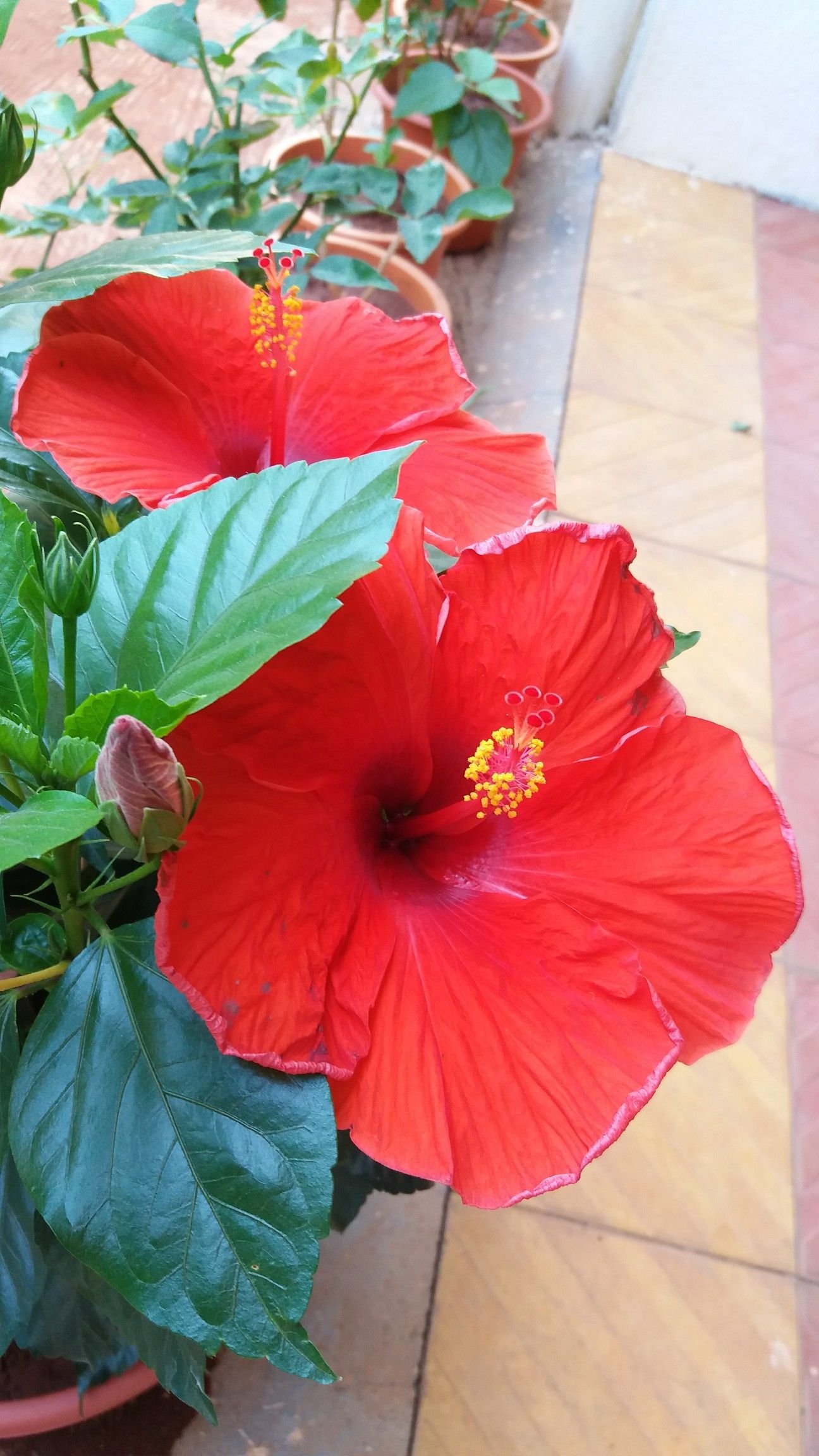 hibiscus. home garden. pune. india. 24.04.2018. | prashant pathak