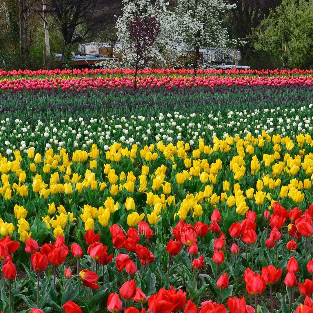 tulip flower show, kashmir 2018 #india #kashmir #flowershow #tulips