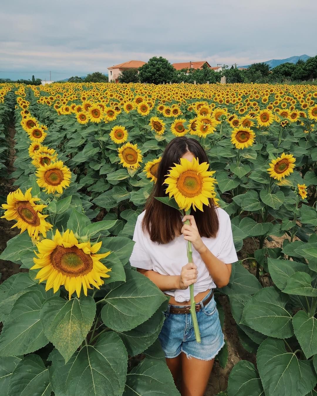 aesthetics | aesthetics | sunflower pictures, sunflower