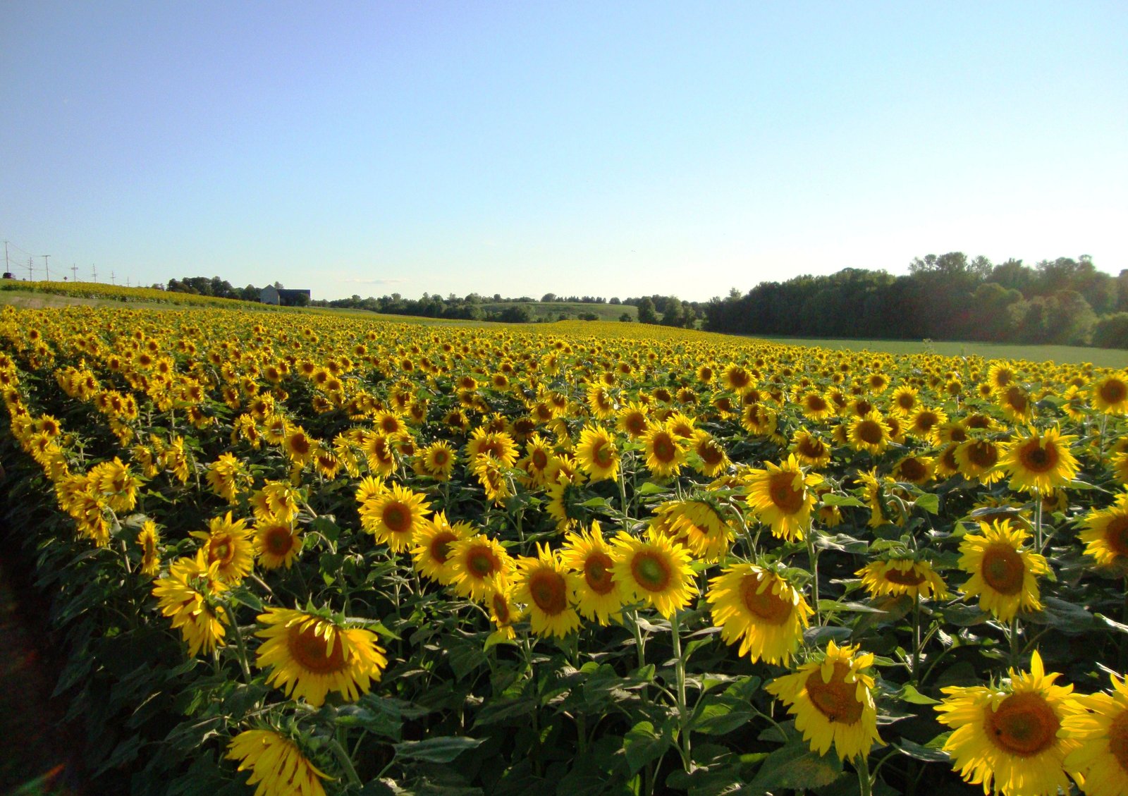sunflower fields, mendon, ny | pictures i've taken in 2019