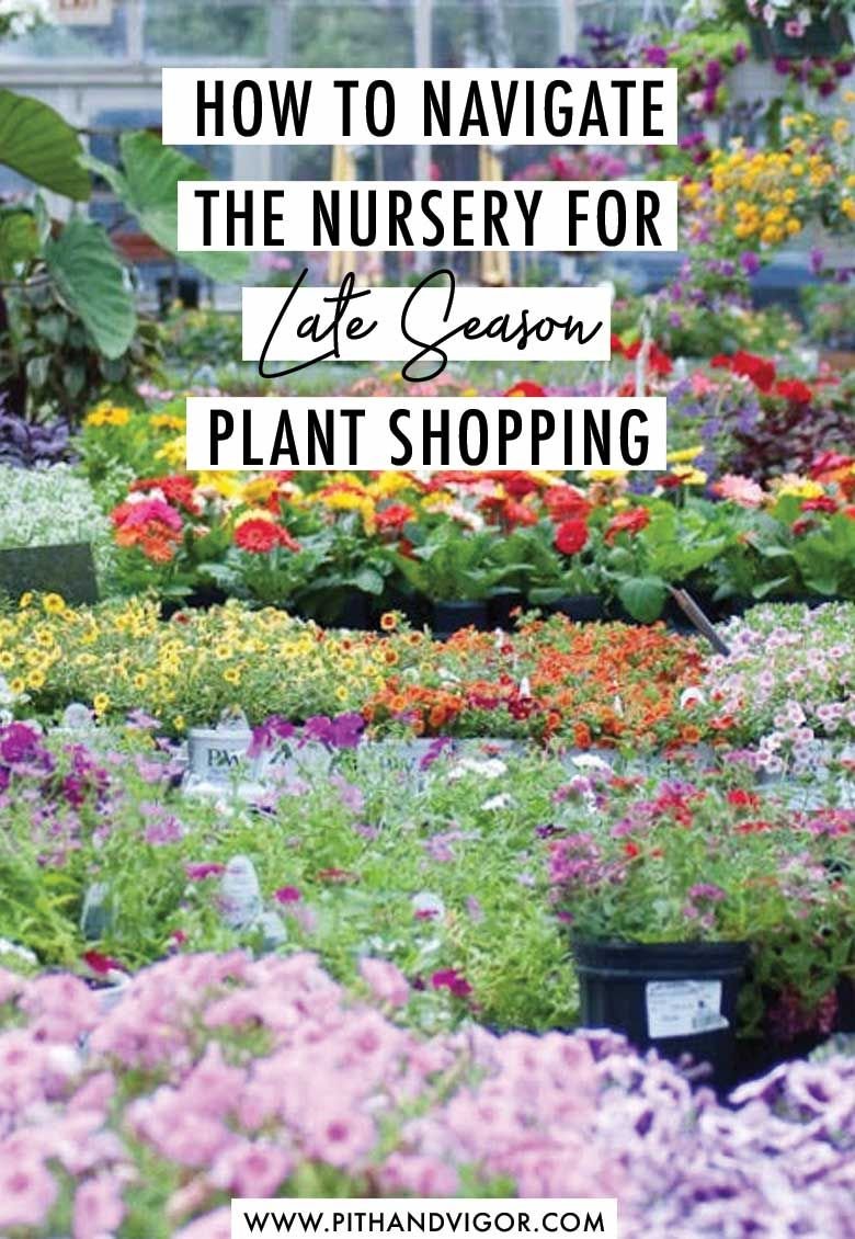 how to navigate the nursery for late season plant shopping | best of