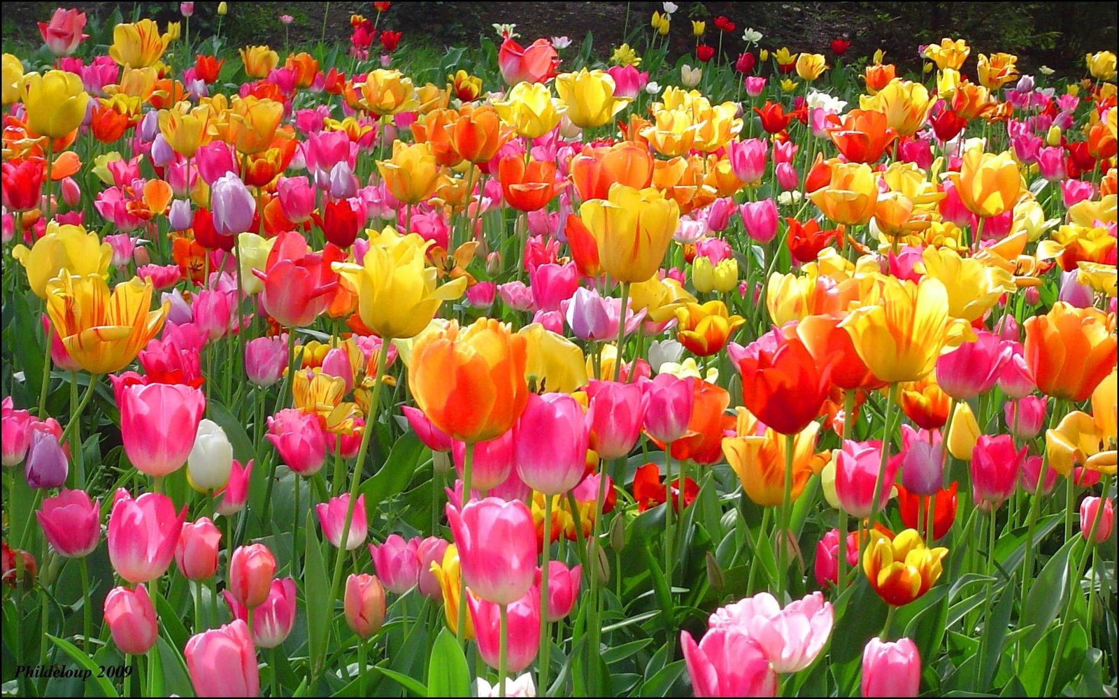 tulip garden wallpaper full hd with high resolution wallpaper pink