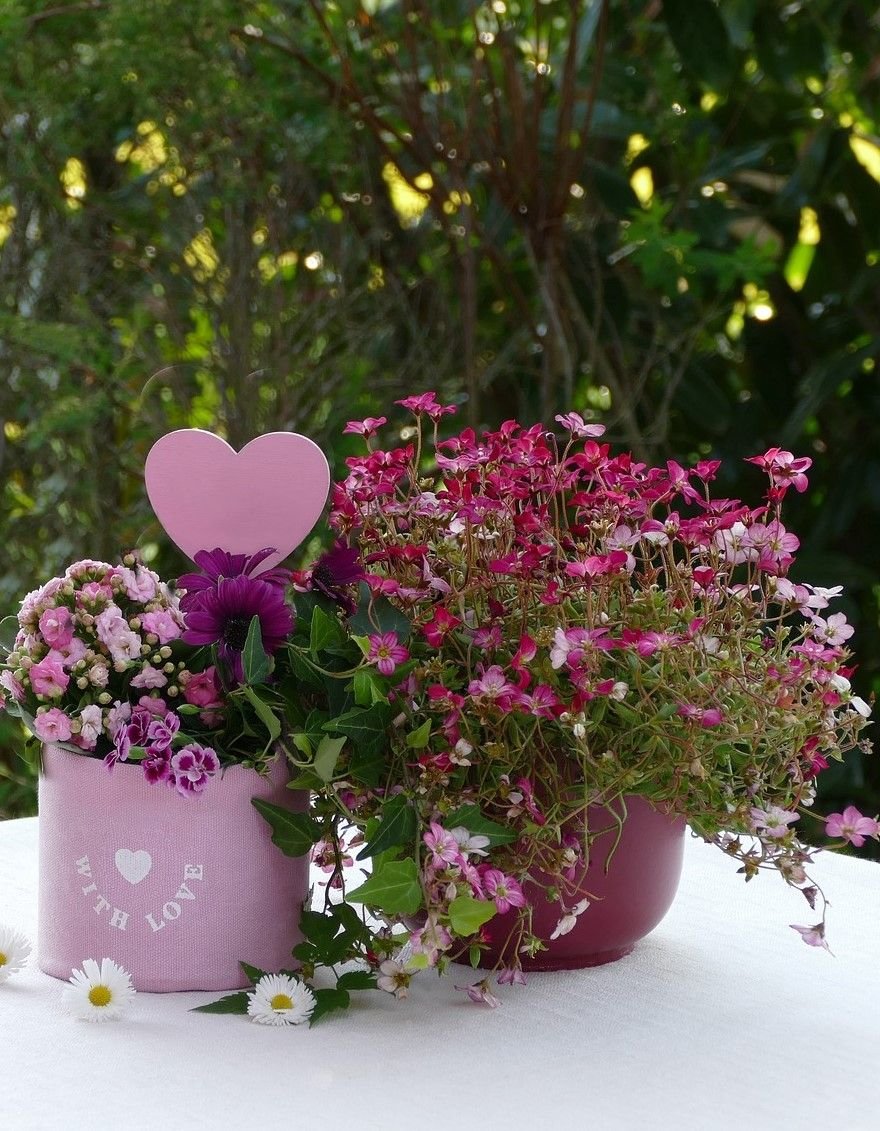 best flowers for pots | plants | flowers, amazing flowers, flower pots