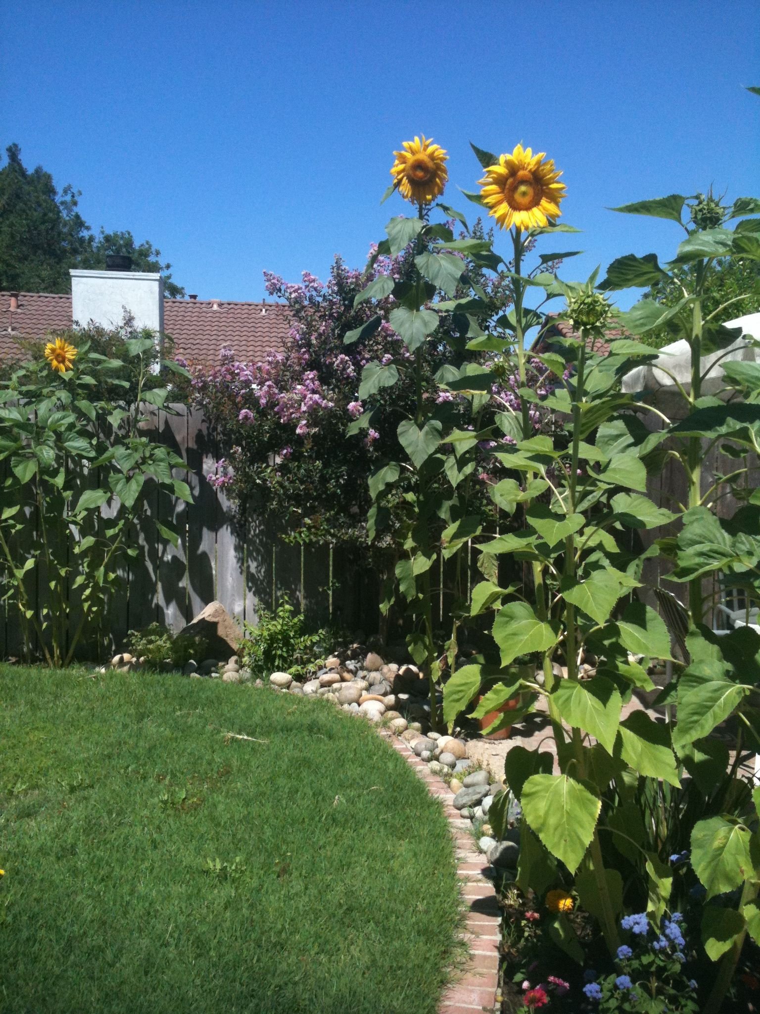 sunflower garden! they are fantastic for the environment and your