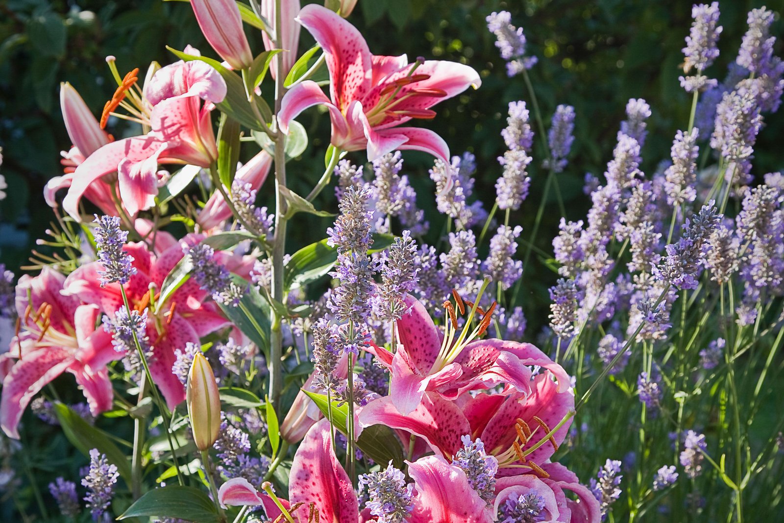 a cut flower garden of perennial favorites | garden | cut flower