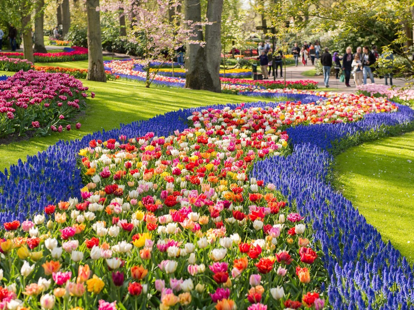 7 incredible day trips from amsterdam | wander | beautiful flowers