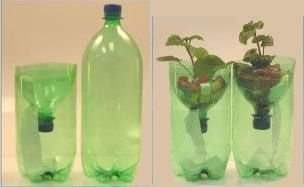 Soda Bottle Hydroponics – Experiments for Kids ...