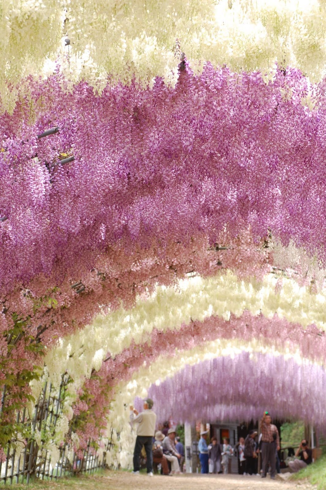 tunnel of wisteria blossoms, kawachi fuji gardens, fukuoka, japan