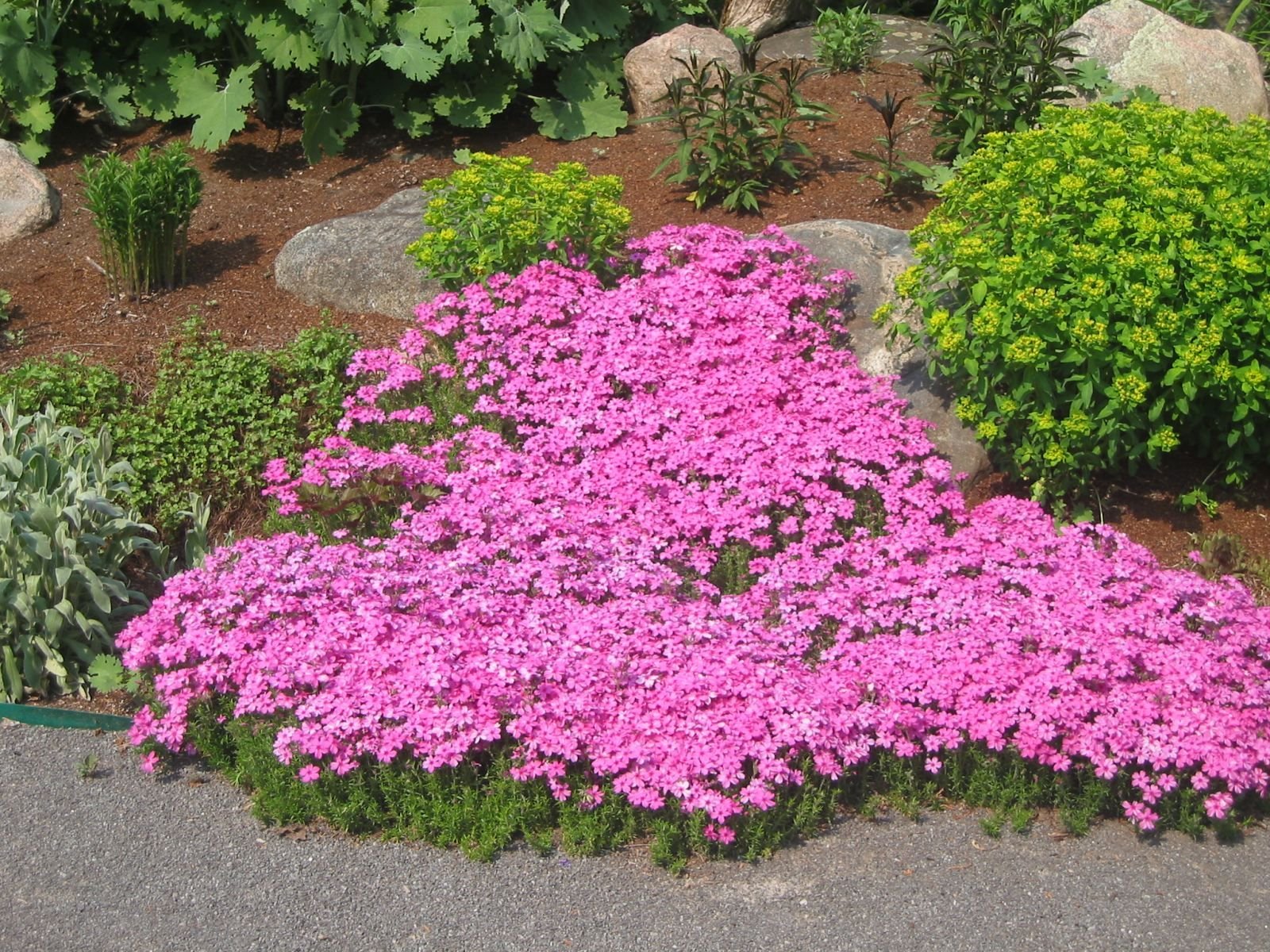 a long lived, cold-climate perennial, it is perfectly suitable for