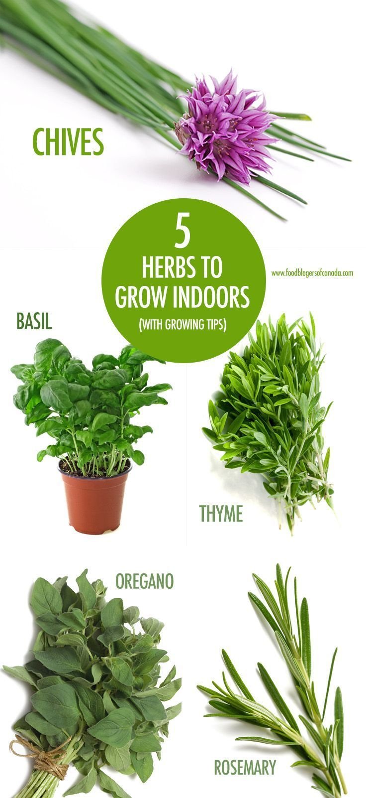 5 Herbs You Can Grow Indoors (with growing tips) | Growing ...