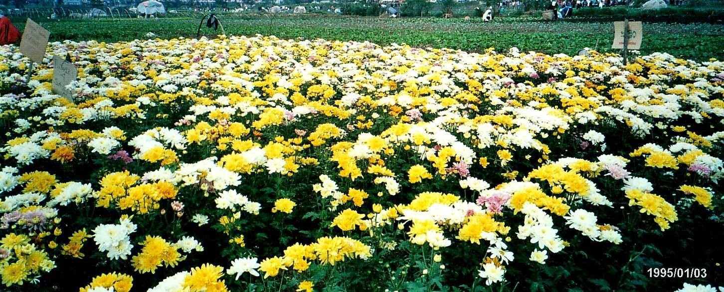 bahong flower farm, la trinidad, benguet | hot spots