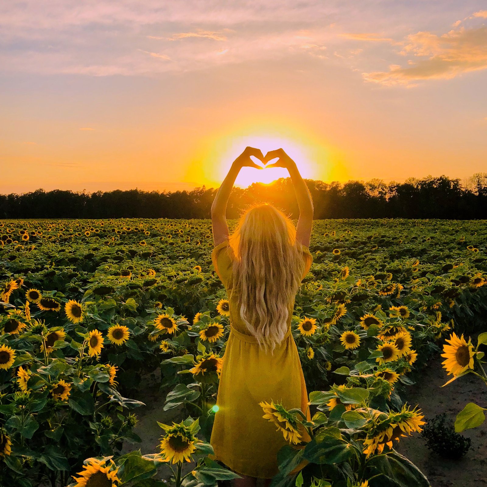 sunset and sunflowers photoshoot | sunflowers | sunflower field