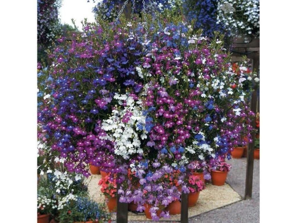 lobelia seeds ,trailing mixed, use in hanging baskets or trailing