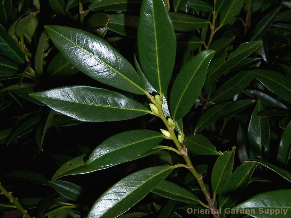 prunus laurocerasus 'otto luyken' - oriental garden supply