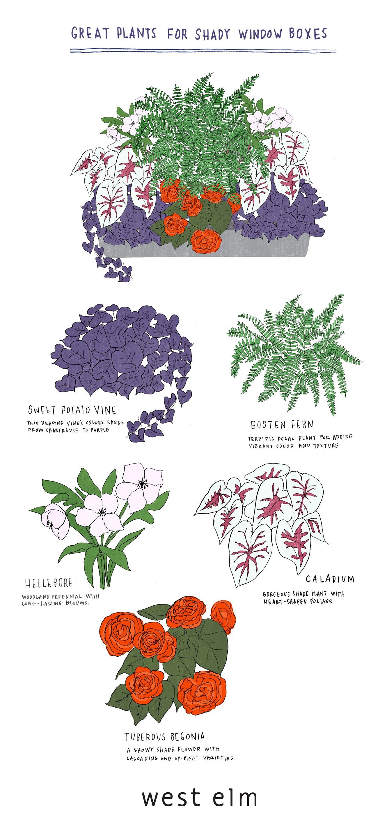 beautiful plants that are made for the shade. | plant parenting