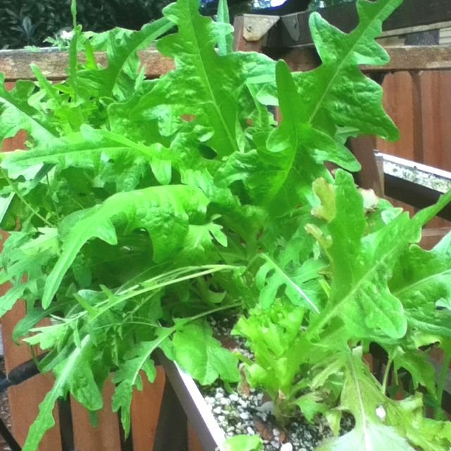 Hydroponic lettuce growing in perlite in rain gutters ...