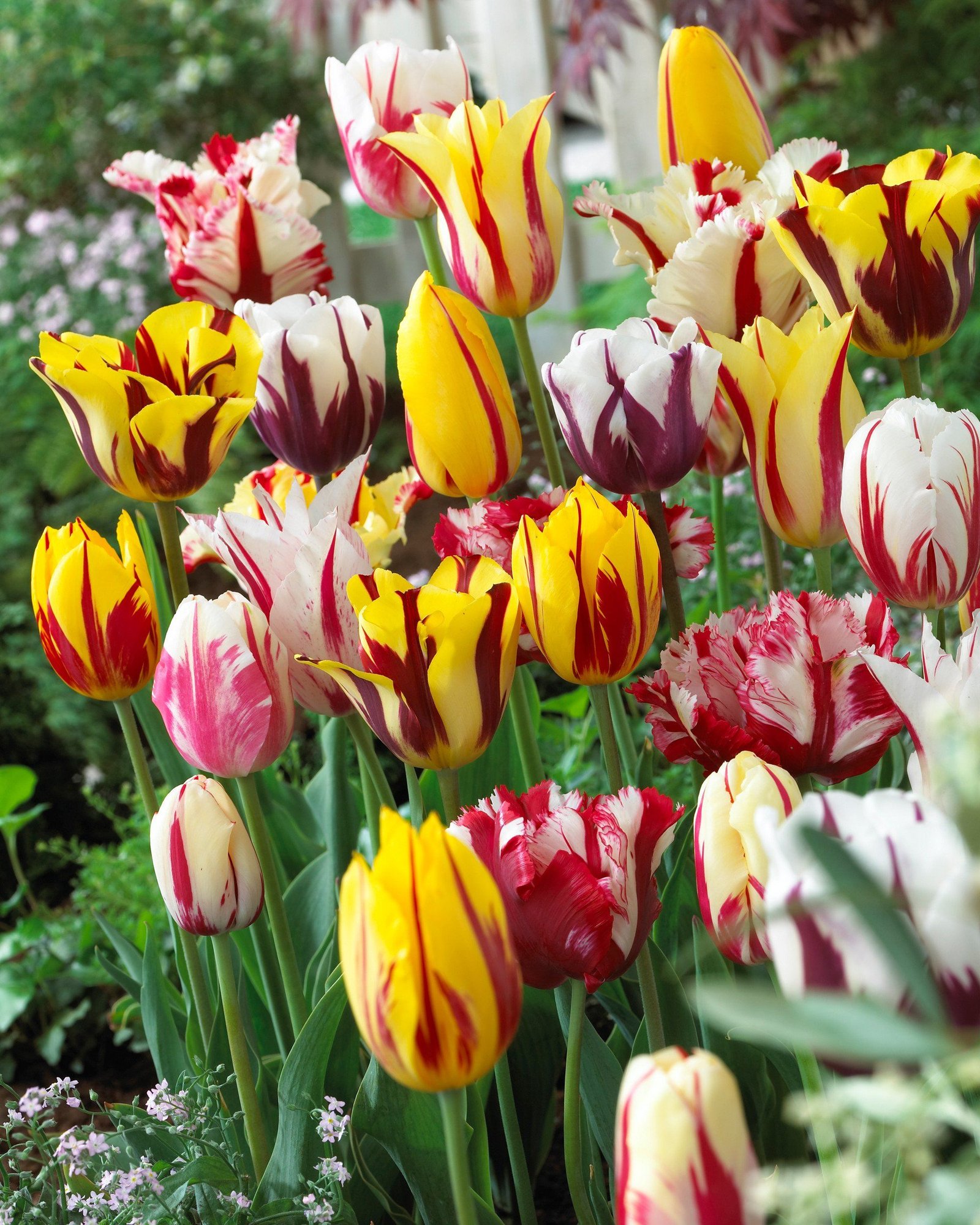 tulip rembrandt mix top size bulbs | garden | tulips, tulip bulbs