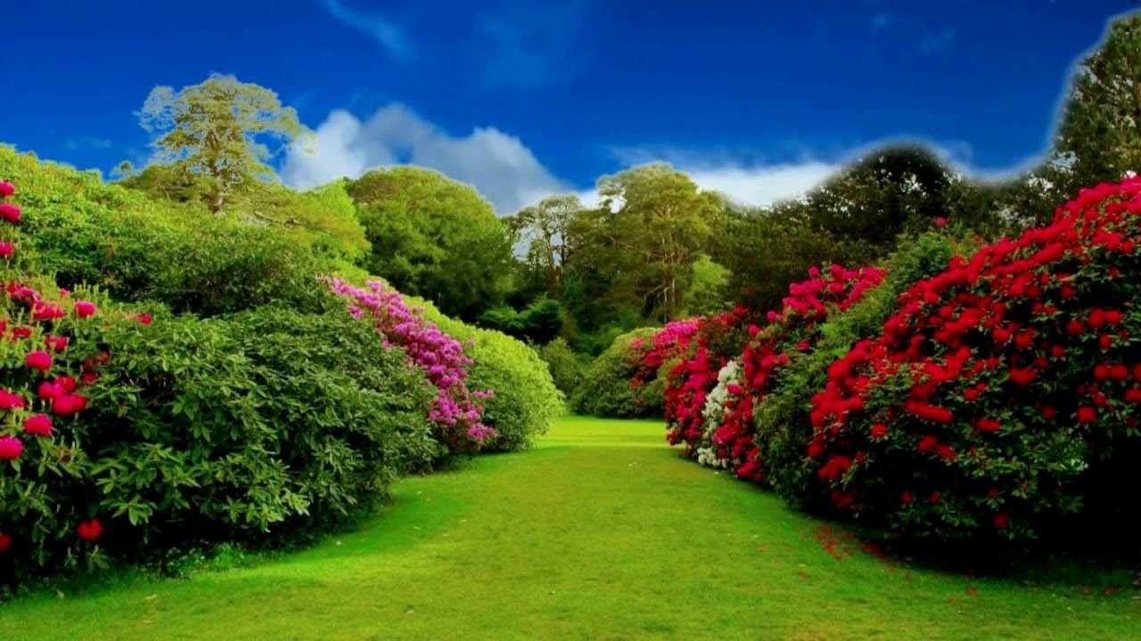 hd 1080p beautiful flower garden video, royalty free flourish video