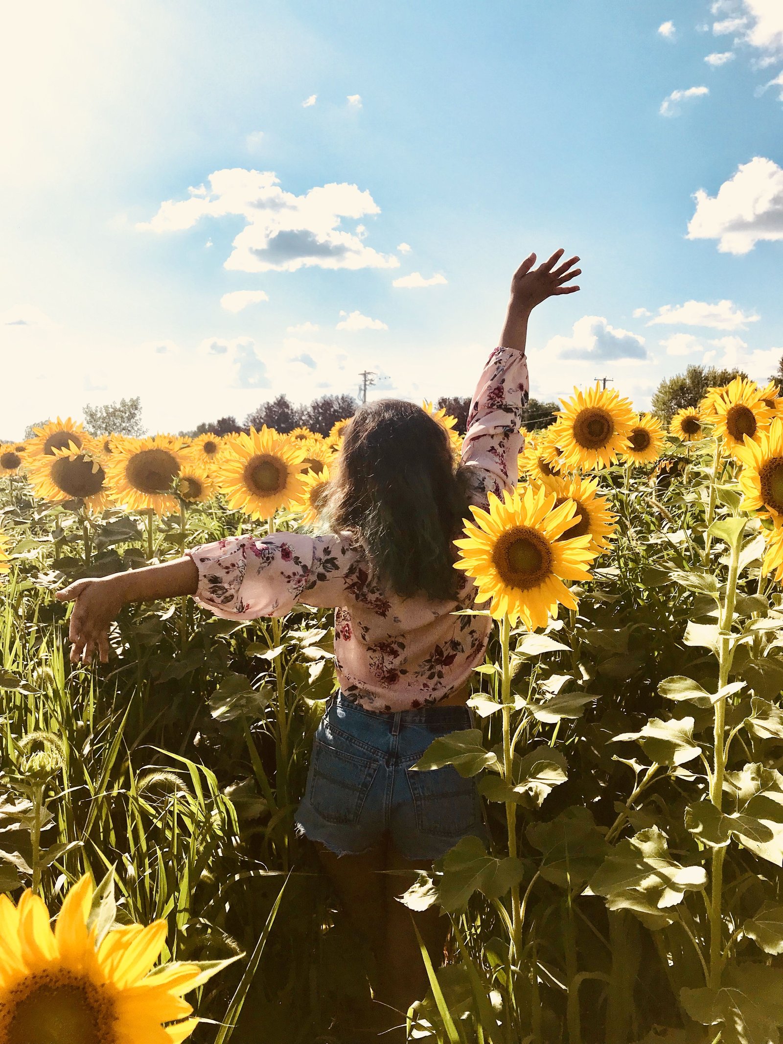 sunflower photo shoot | adventures | sunflower pictures, sunflower