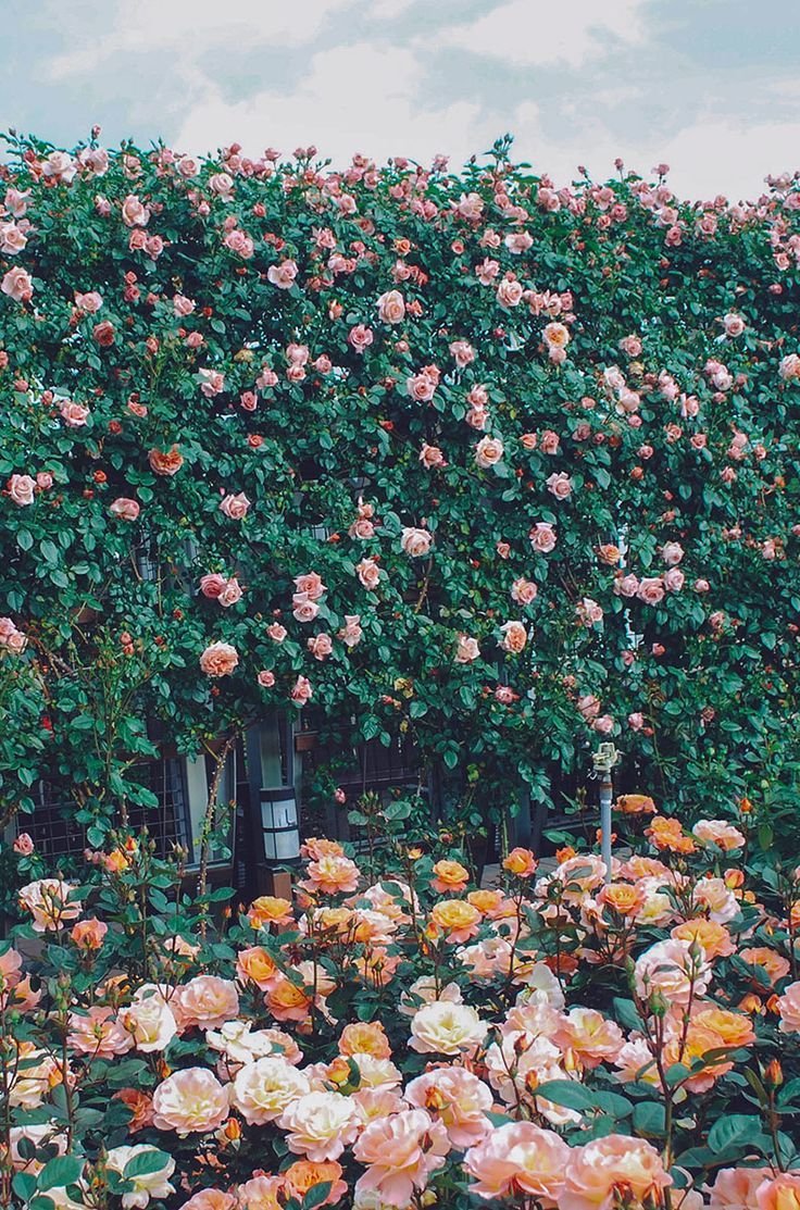 gokseong rose festival: there's a massive garden in the middle of