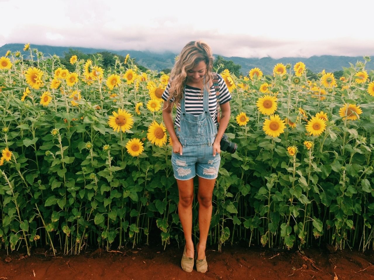 sunflower fields forever | follow the sun in 2019 | senior