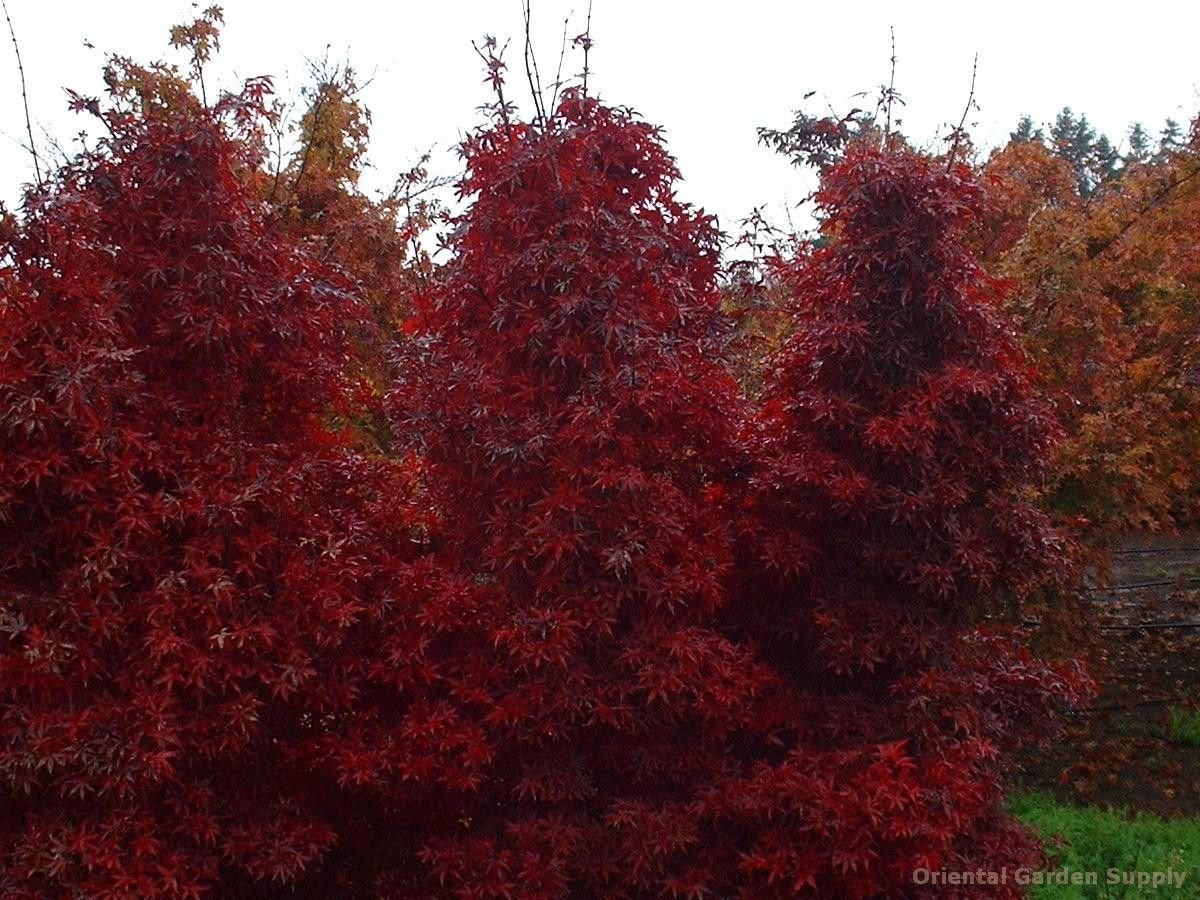 acer palmatum 'twombly red sentinel' | putting down roots