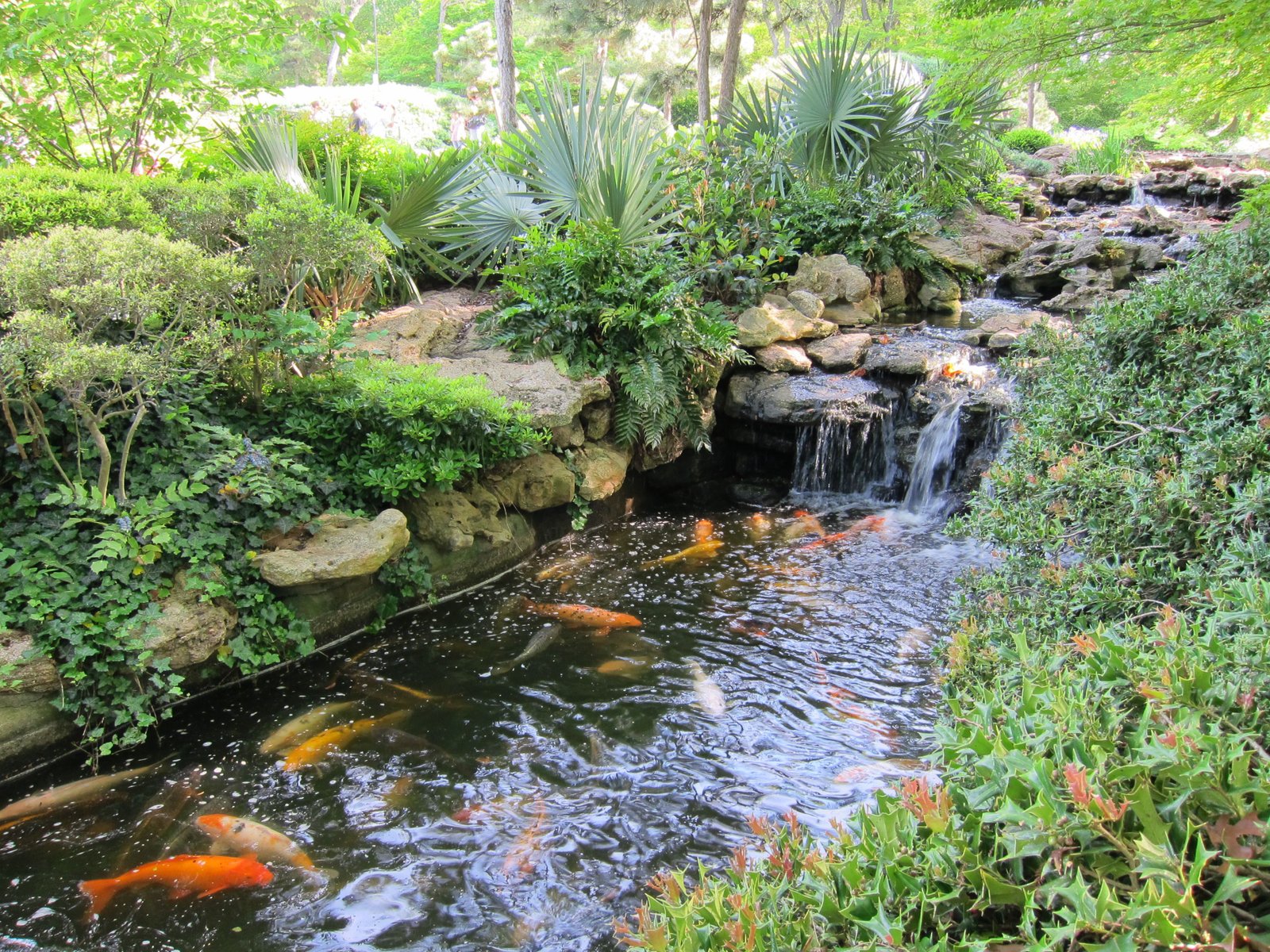 botanic garden, fort worth, texas (koi pond at japanese garden