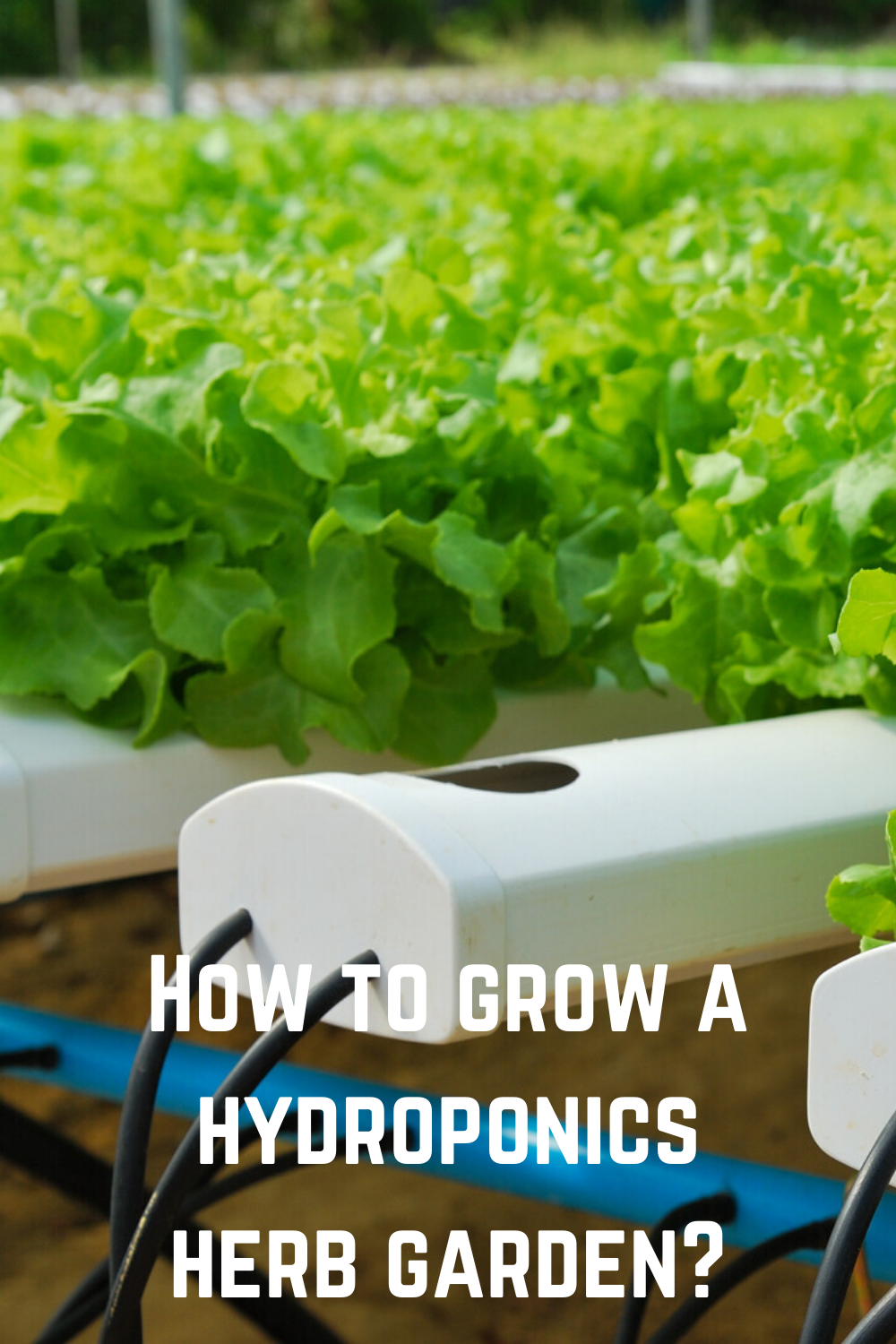 How to Grow a Hydroponics Herb Garden? in 2020 ...