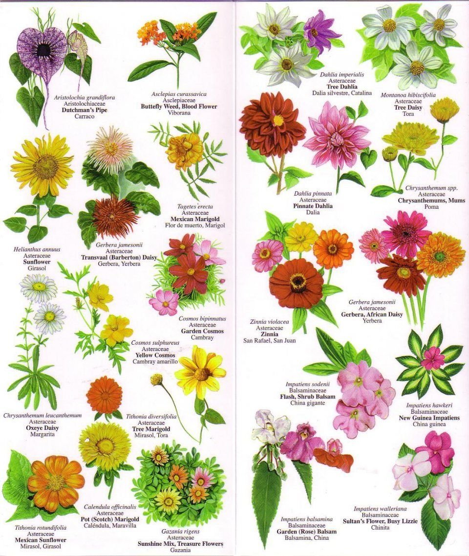 pin by jamie lindow on flowers | flower names, flowers, types of flowers