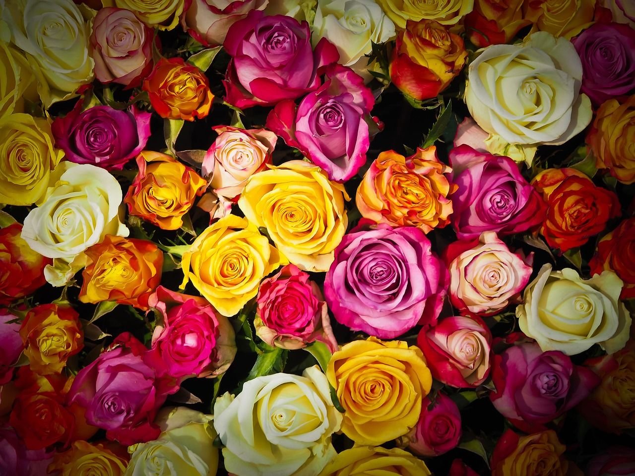 roses and flowers - dream interpretation | dream interpretation