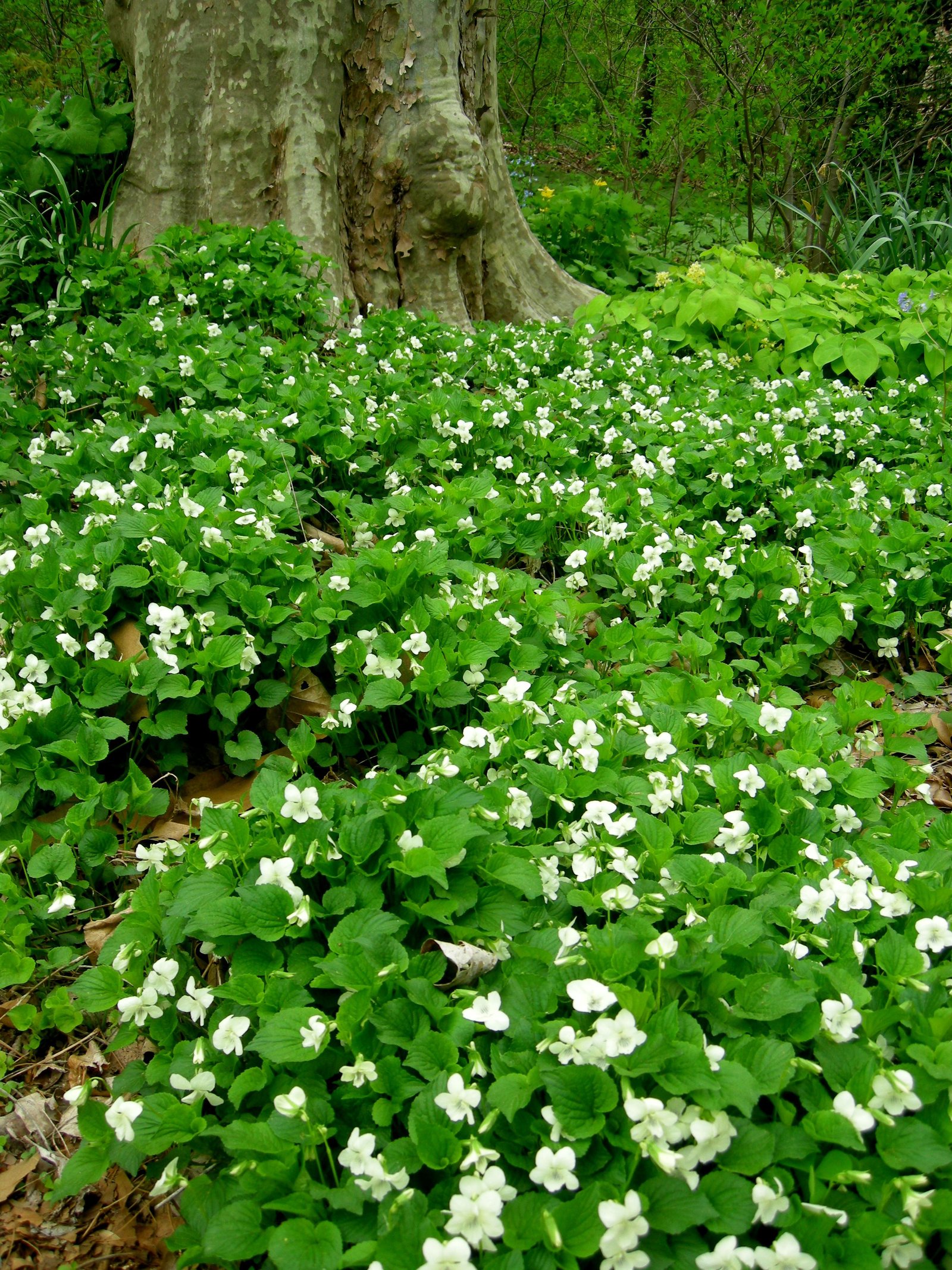 native woodland: white violets, viola striata: white flowers in