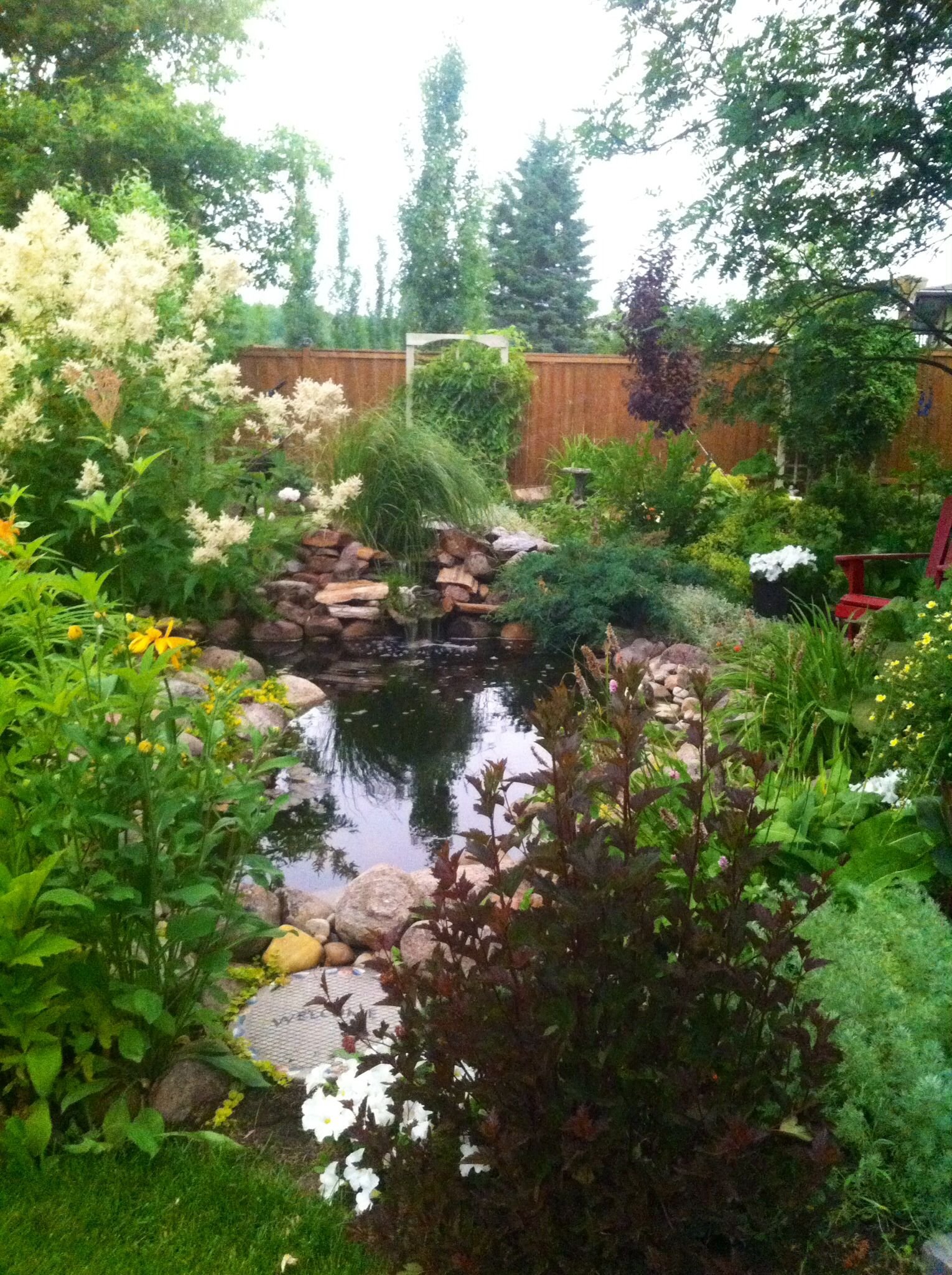water garden in july- northern alberta | yard | garden, water garden