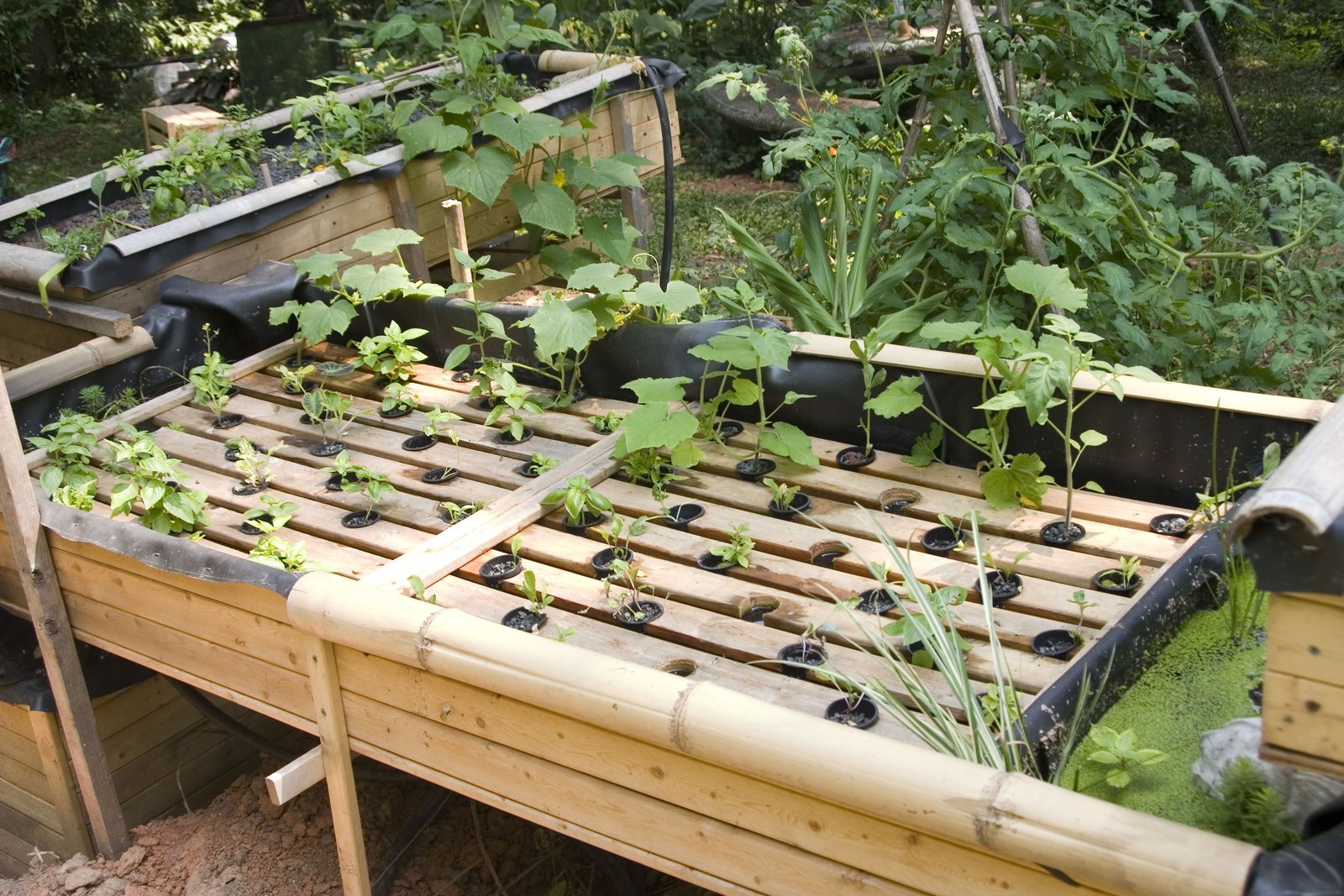 Gravity Powered system (With images) | Backyard aquaponics ...