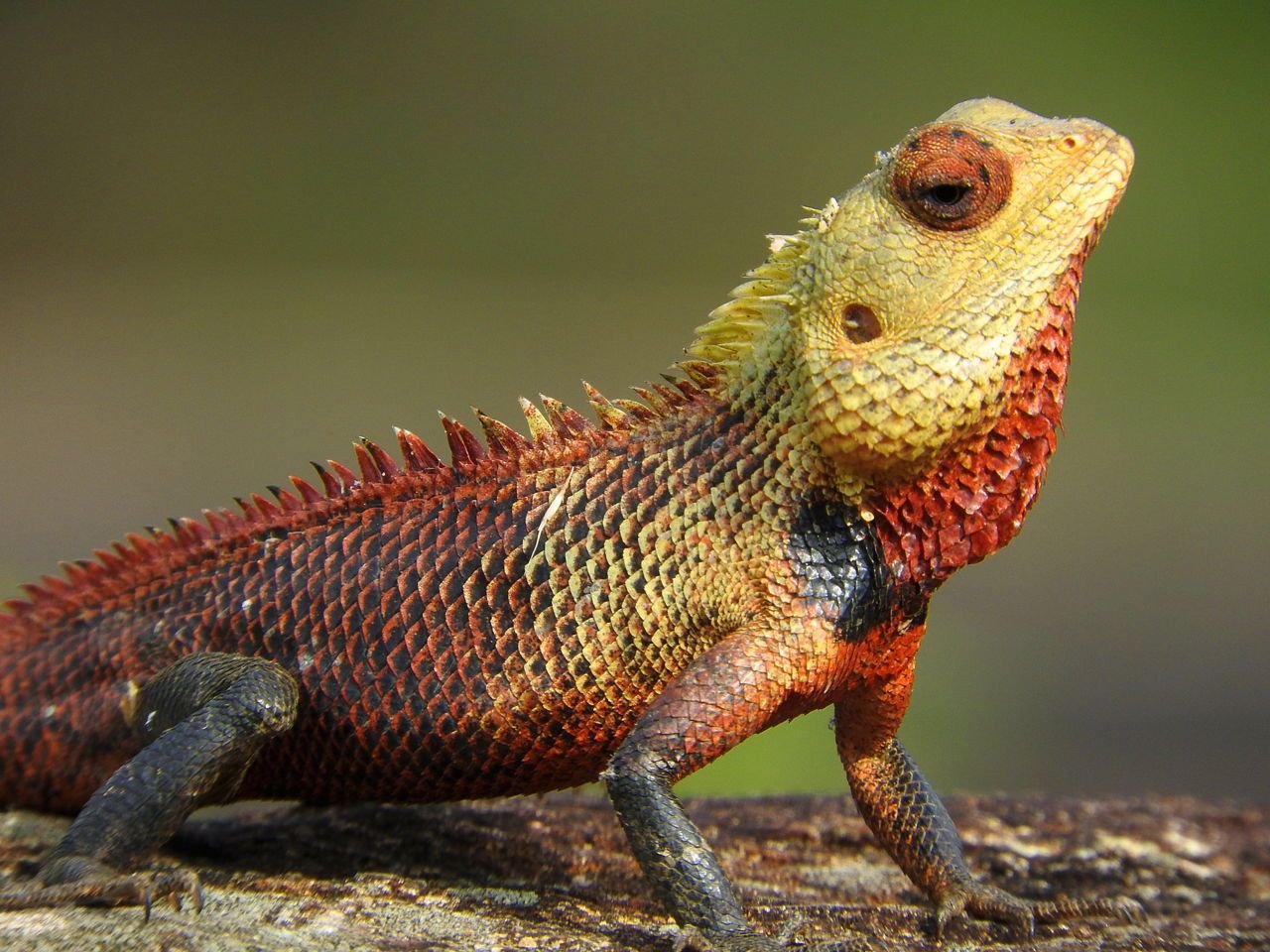 calotes versicolor oriental garden lizard | lizard habitat