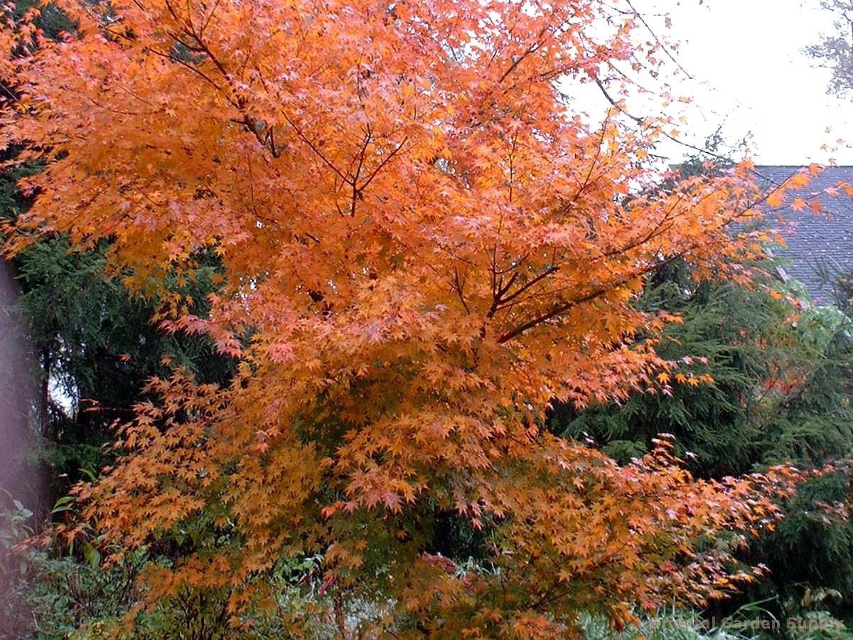 acer palmatum 'oridono nishiki' - oriental garden supply llc