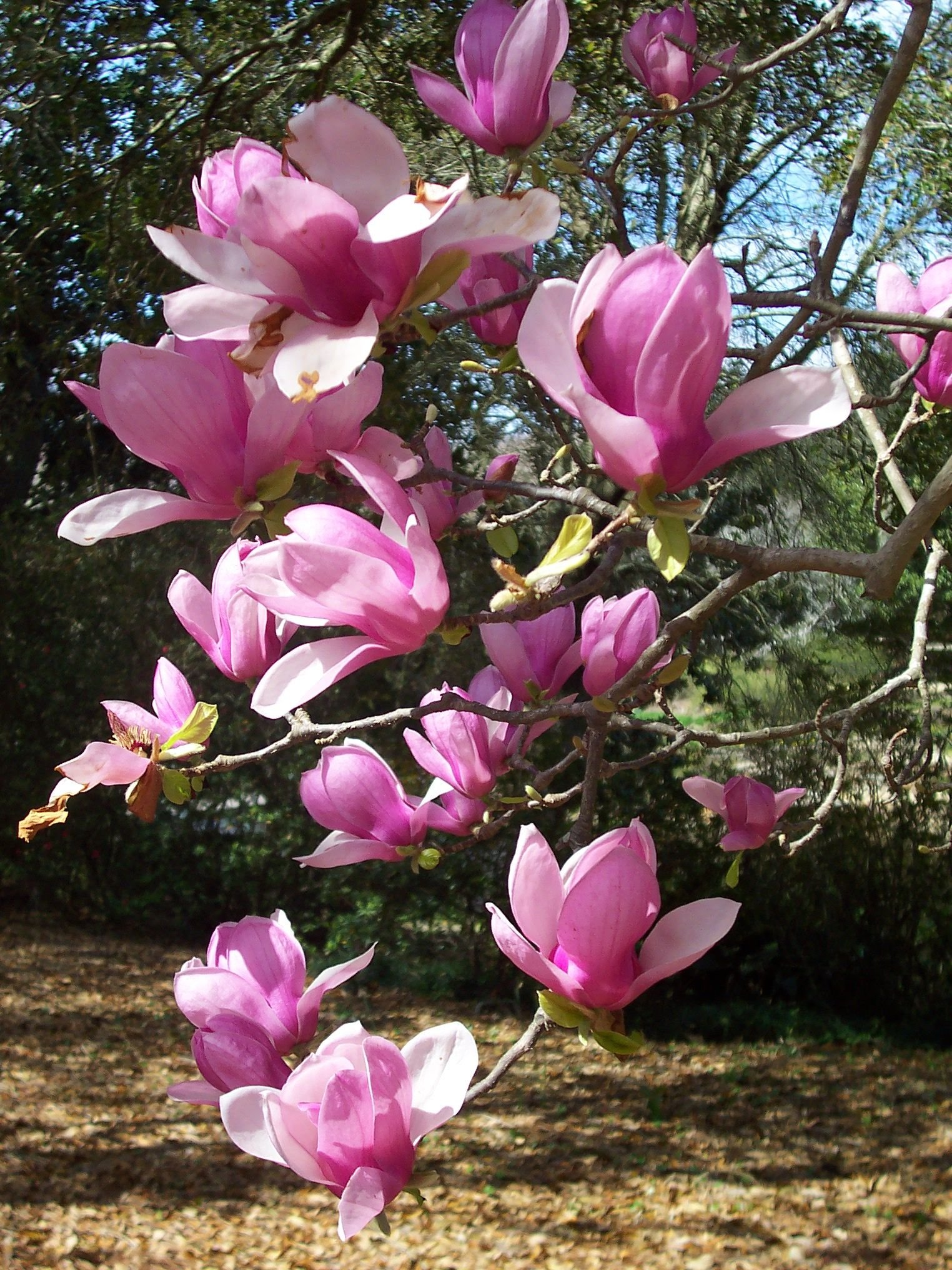 japanese magnolias, mobile, al | lovely spaces: outdoors | japanese