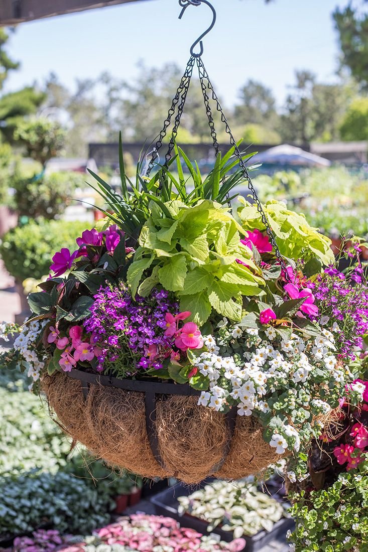 container gardens | everyday garden arrangements | container