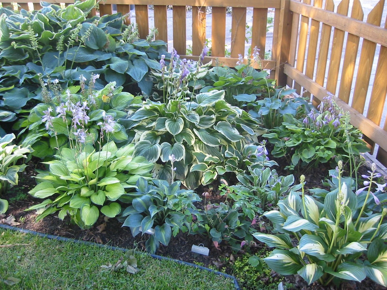 the knot - your personal wedding planner | hostas | hosta gardens