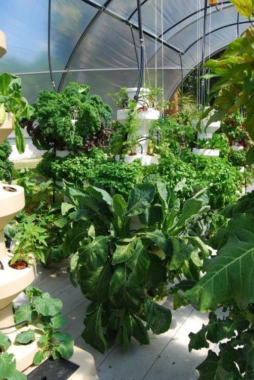 AirGrown Systems | Growing plants, Plant roots, Container ...