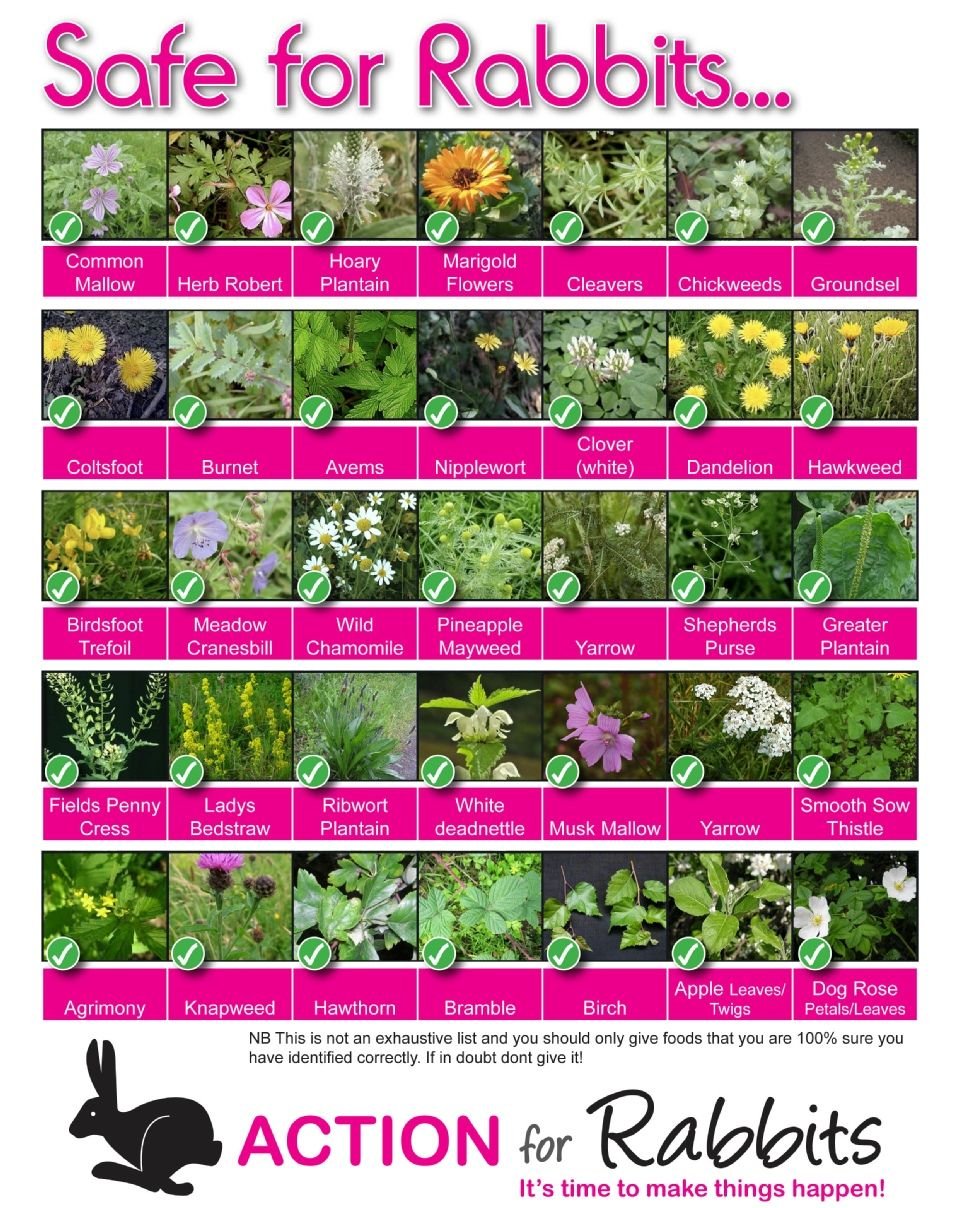safe plants for rabbits | bunnies | meat rabbits, raising rabbits, bunny