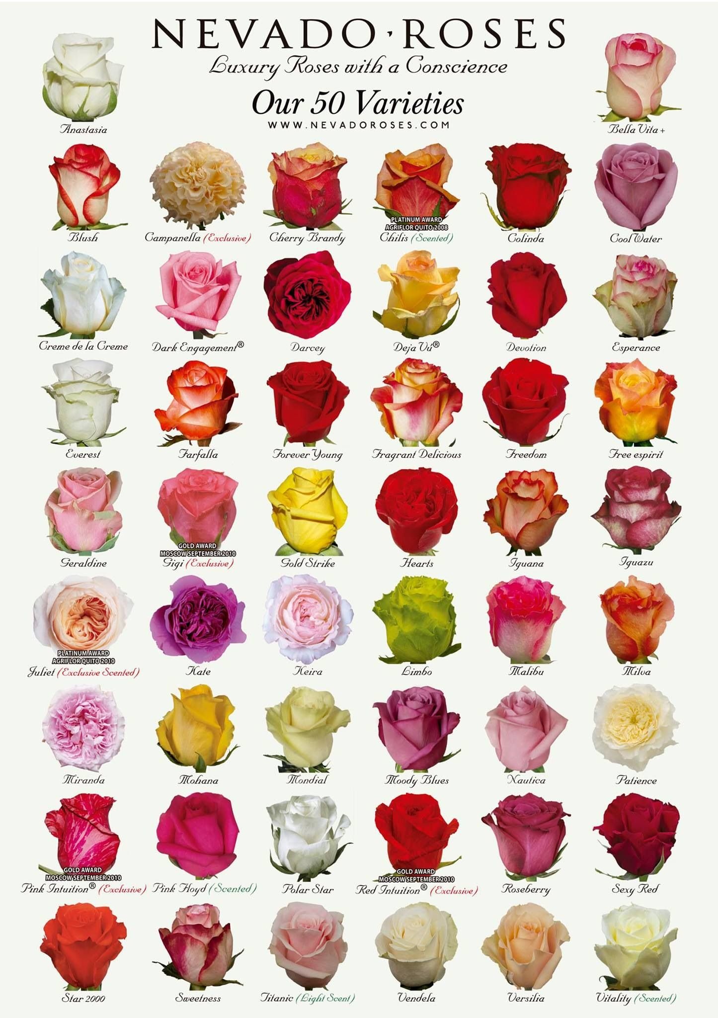 pin by silfiyah yunita on flower | types of roses, flowers, flower names