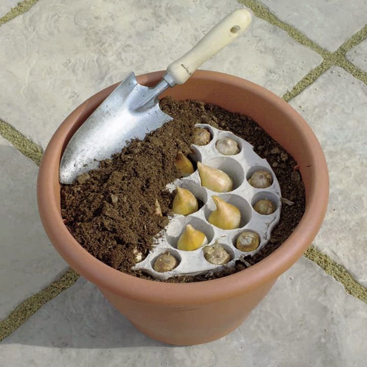 plant-o-tray patio pre-planted bulbs - allium - all christmas gifts