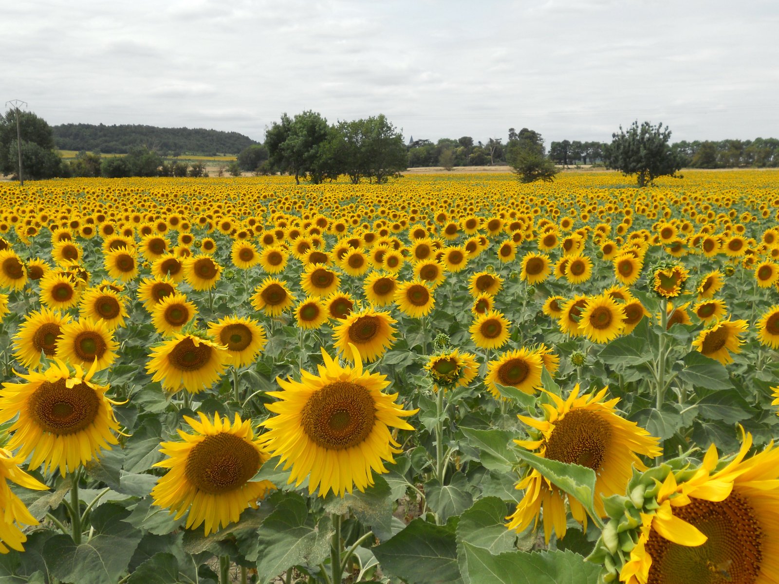 he would take me to the sunflower field near toulouse, france | if i