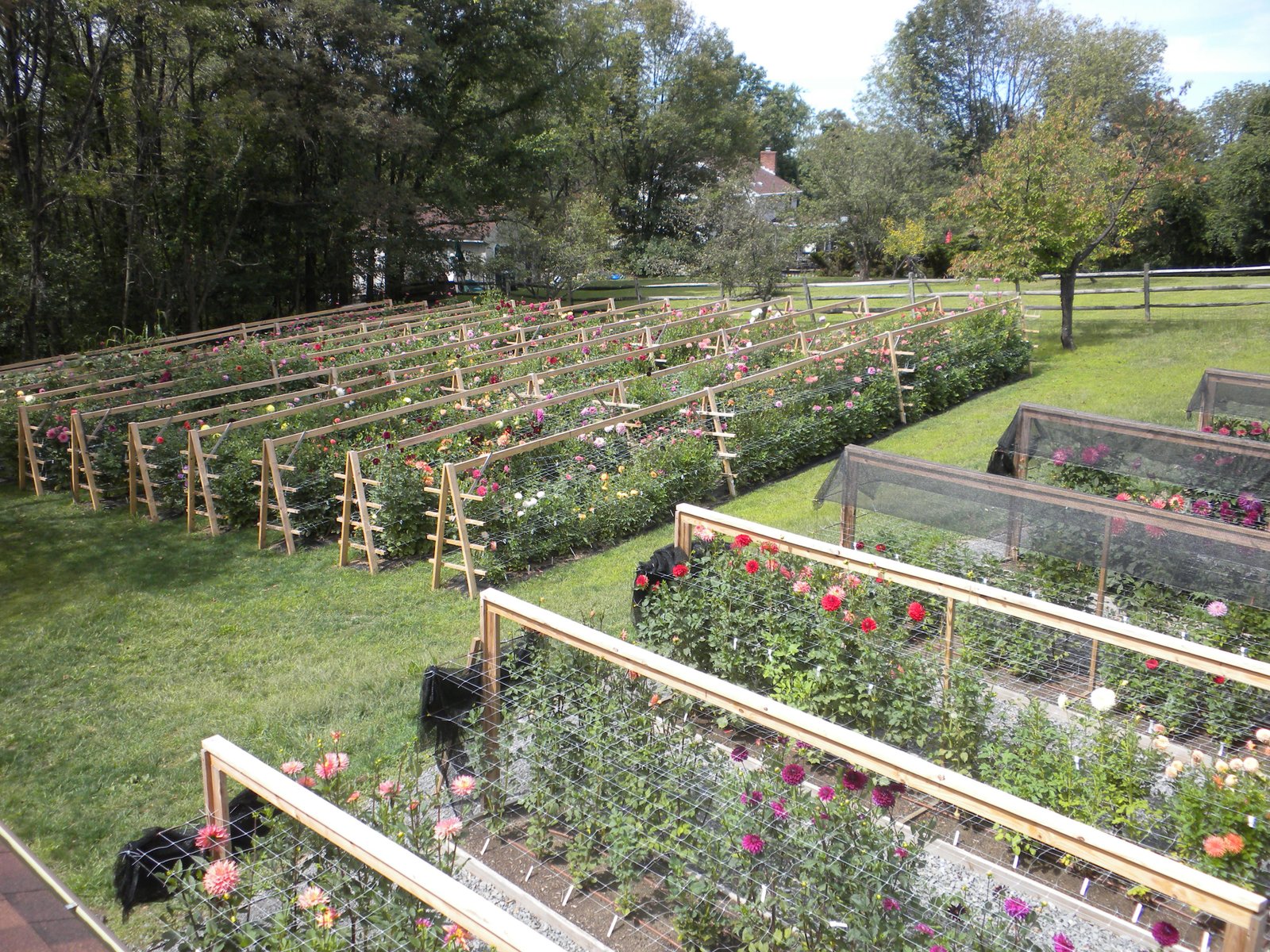 alpha dahlia. serious support and shade cloth | homestead