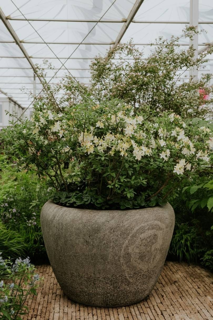 herb garden photography - the chelsea flower show 2018 in pictures