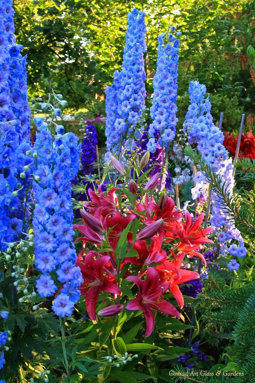 delphiniums & asiatic lilies | july perennial garden | flowers